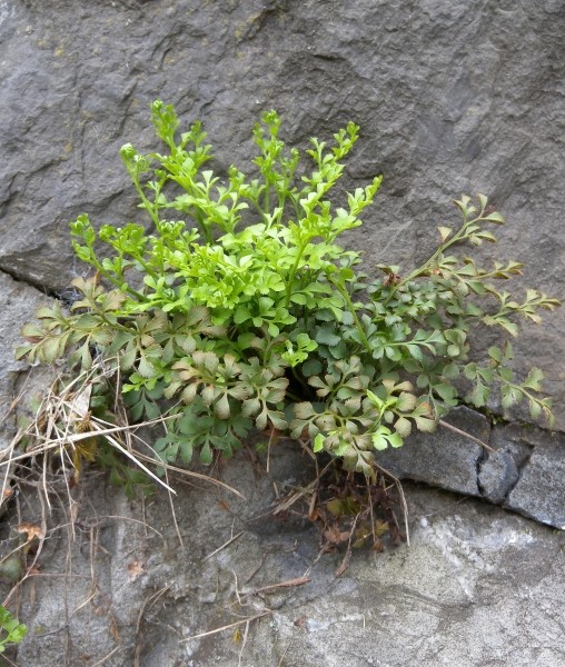Pflanzenbild gross Mauerraute - Asplenium ruta-muraria
