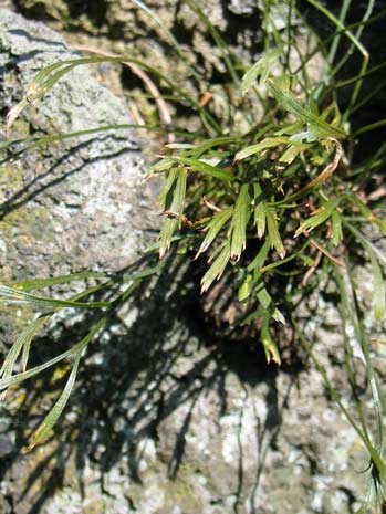 Pflanzenbild gross Nordischer Streifenfarn - Asplenium septentrionale