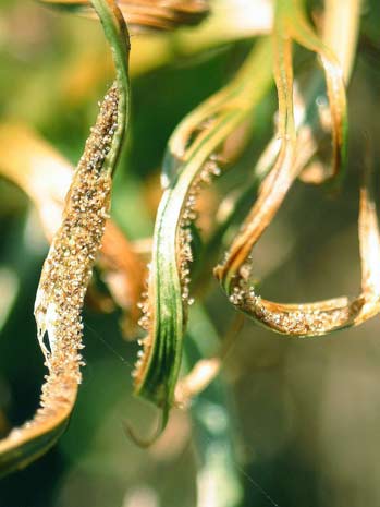 Pflanzenbild gross Nordischer Streifenfarn - Asplenium septentrionale