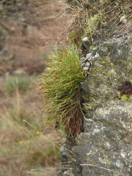Pflanzenbild gross Nordischer Streifenfarn - Asplenium septentrionale