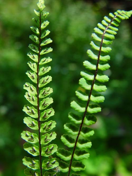 Pflanzenbild gross Braunstieliger Streifenfarn - Asplenium trichomanes