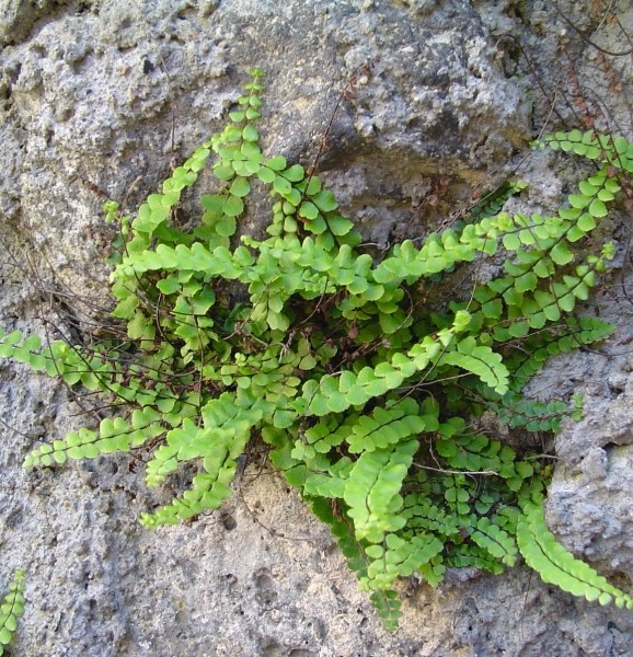 Pflanzenbild gross Braunstieliger Streifenfarn - Asplenium trichomanes