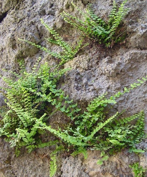 Pflanzenbild gross Braunstieliger Streifenfarn - Asplenium trichomanes