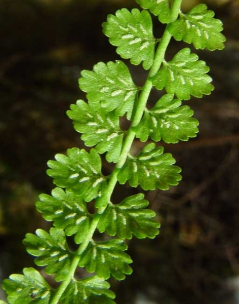 Pflanzenbild gross Grünstieliger Streifenfarn - Asplenium viride