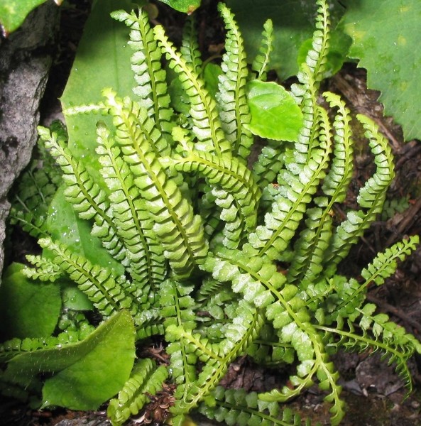 Pflanzenbild gross Grünstieliger Streifenfarn - Asplenium viride