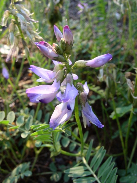 Pflanzenbild gross Alpen-Tragant - Astragalus alpinus