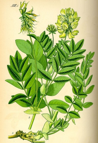 Pflanzenbild gross Gletscherlinse - Astragalus frigidus