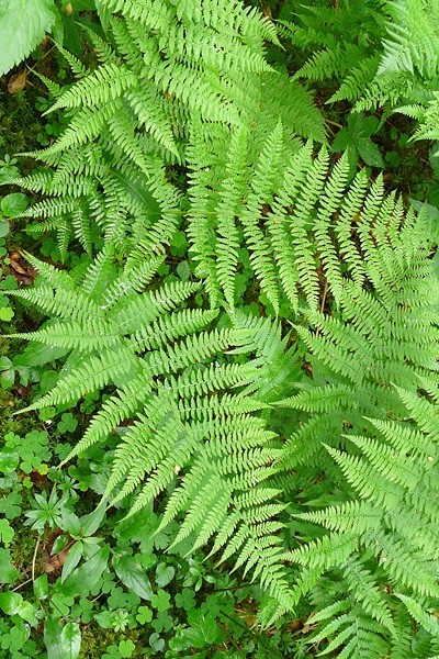 Pflanzenbild gross Wald-Frauenfarn - Athyrium filix-femina