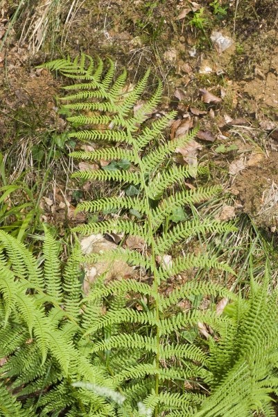 Pflanzenbild gross Wald-Frauenfarn - Athyrium filix-femina