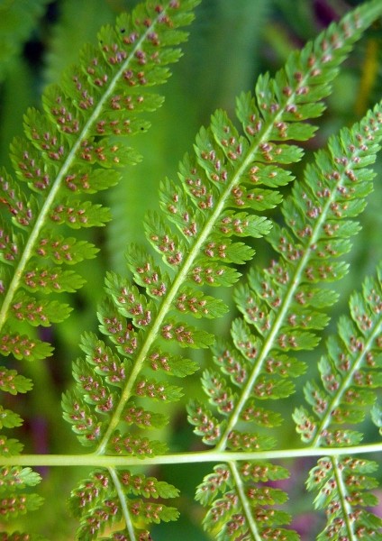 Pflanzenbild gross Wald-Frauenfarn - Athyrium filix-femina