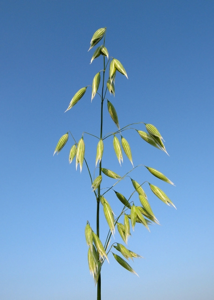 Pflanzenbild gross Saat-Hafer - Avena sativa