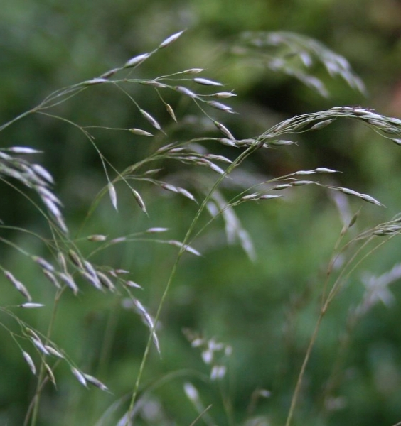 Pflanzenbild gross Draht-Schmiele - Avenella flexuosa