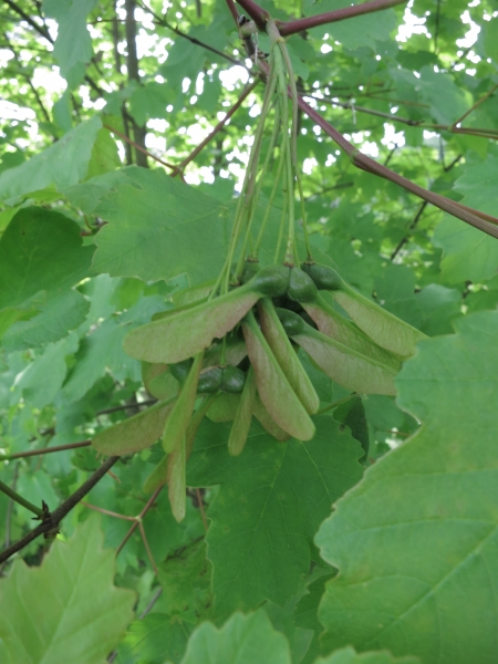 Pflanzenbild gross Schneeballblättriger Ahorn - Acer opalus