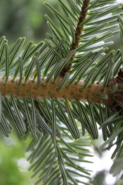 Pflanzenbild gross Tanne - Abies alba