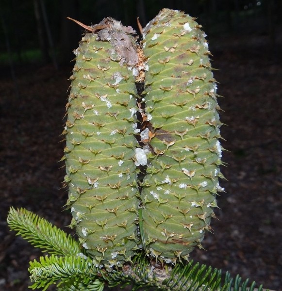 Pflanzenbild gross Tanne - Abies alba