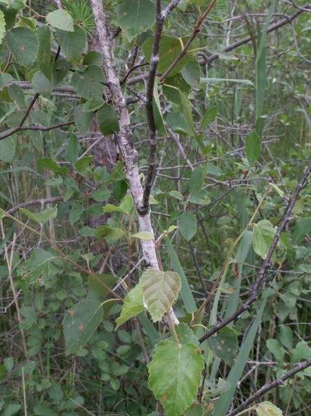 Pflanzenbild gross Moor-Birke - Betula pubescens