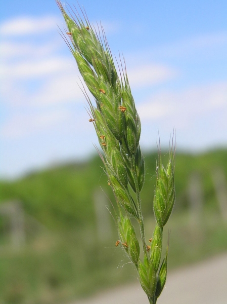 Pflanzenbild gross Gersten-Trespe - Bromus hordeaceus