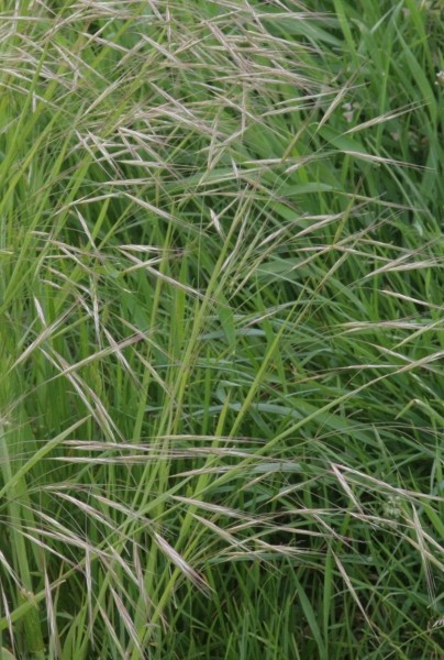 Pflanzenbild gross Taube Trespe - Bromus sterilis