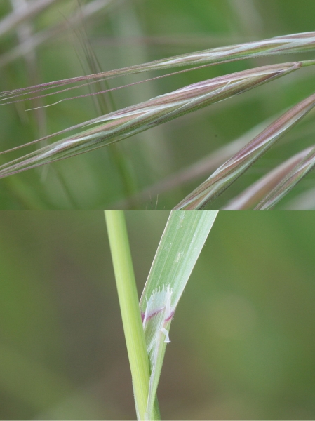 Pflanzenbild gross Taube Trespe - Bromus sterilis