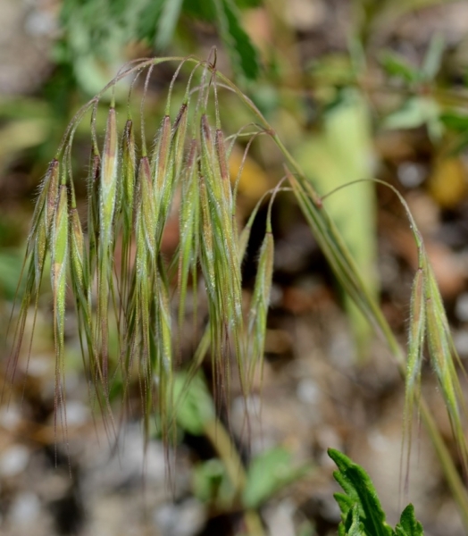 Pflanzenbild gross Dach-Trespe - Bromus tectorum