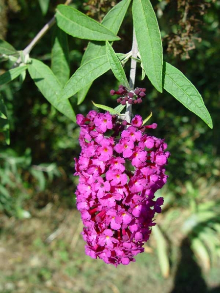 Pflanzenbild gross Schmetterlingsstrauch - Buddleja davidii