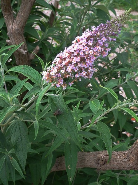 Pflanzenbild gross Schmetterlingsstrauch - Buddleja davidii