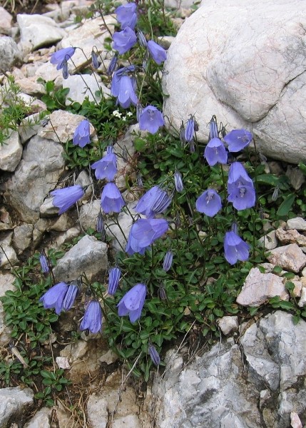 Pflanzenbild gross Niedliche Glockenblume - Campanula cochleariifolia