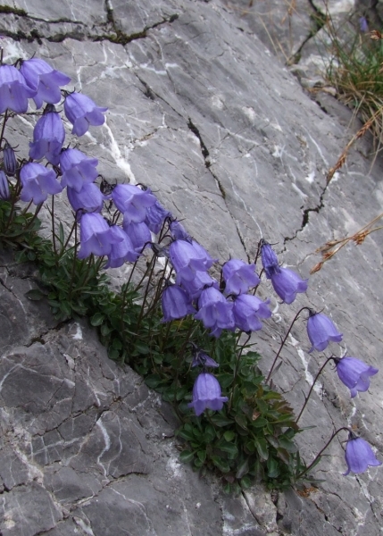 Pflanzenbild gross Niedliche Glockenblume - Campanula cochleariifolia