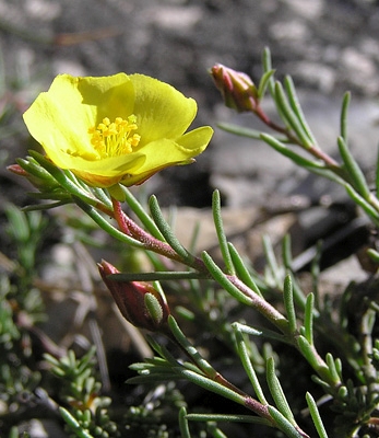 Pflanzenbild gross Niederliegendes Heideröschen - Fumana procumbens