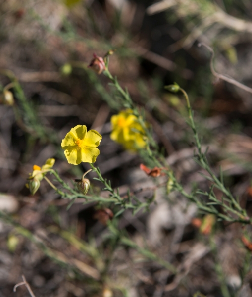 Pflanzenbild gross Niederliegendes Heideröschen - Fumana procumbens