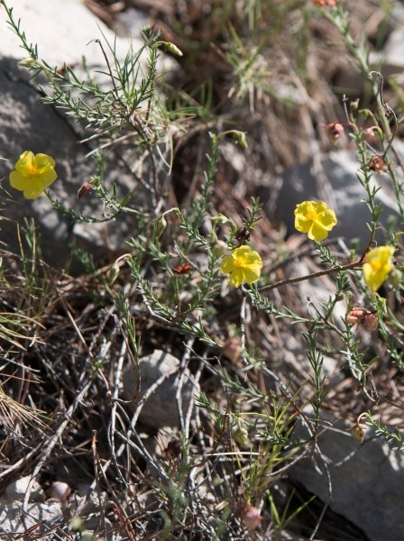 Pflanzenbild gross Niederliegendes Heideröschen - Fumana procumbens