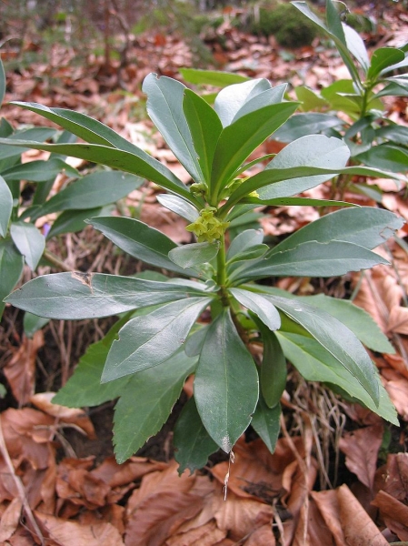 Pflanzenbild gross Lorbeer-Seidelbast - Daphne laureola