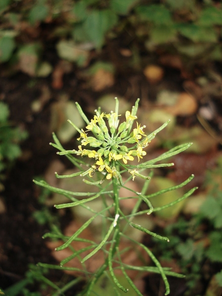 Pflanzenbild gross Sophienkraut - Descurainia sophia
