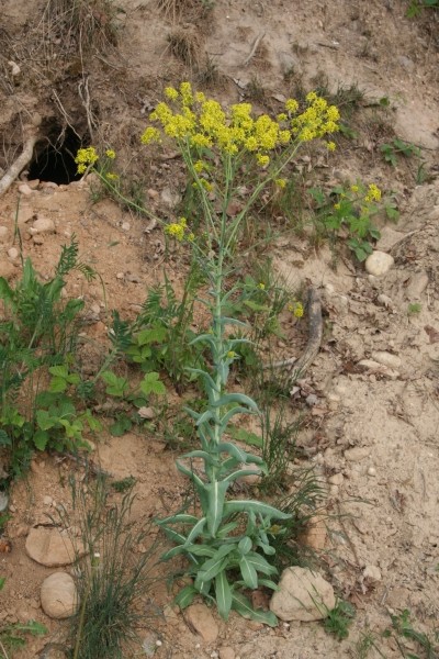 Pflanzenbild gross Färber-Waid - Isatis tinctoria
