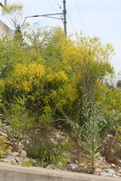 Pflanzenbild gross Färber-Waid - Isatis tinctoria