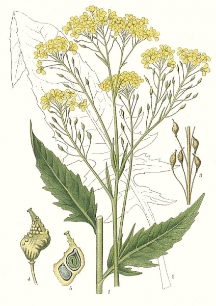 Pflanzenbild gross Glattes Zackenschötchen - Bunias orientalis