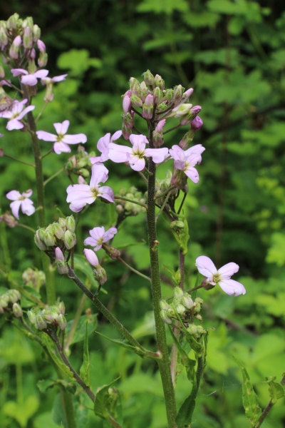 Pflanzenbild gross Gemeine Nachtviole - Hesperis matronalis