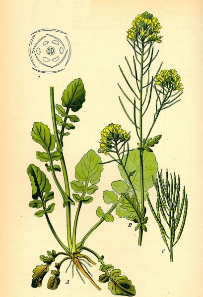 Pflanzenbild gross Gemeine Winterkresse - Barbarea vulgaris