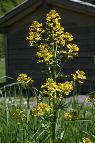 Pflanzenbild gross Gemeine Winterkresse - Barbarea vulgaris