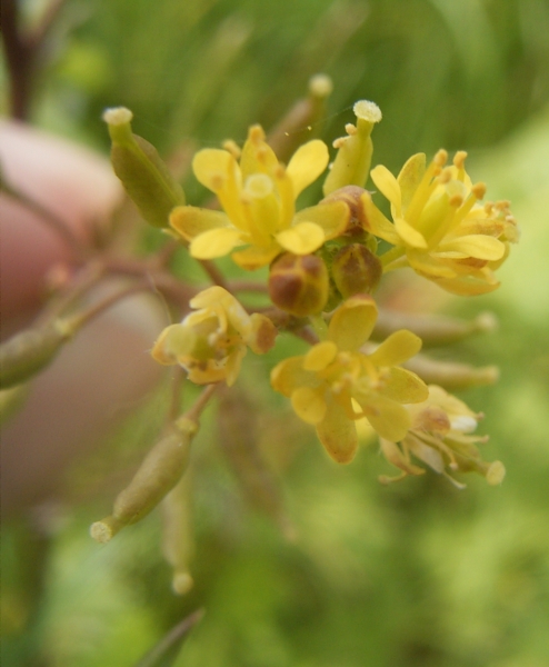 Pflanzenbild gross Echte Sumpfkresse - Rorippa palustris