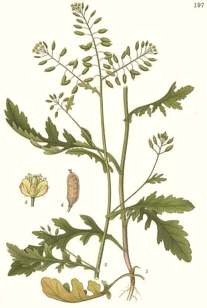 Pflanzenbild gross Echte Sumpfkresse - Rorippa palustris