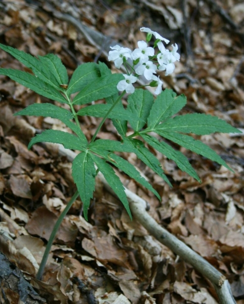 Pflanzenbild gross Fiederblättrige Zahnwurz - Cardamine heptaphylla
