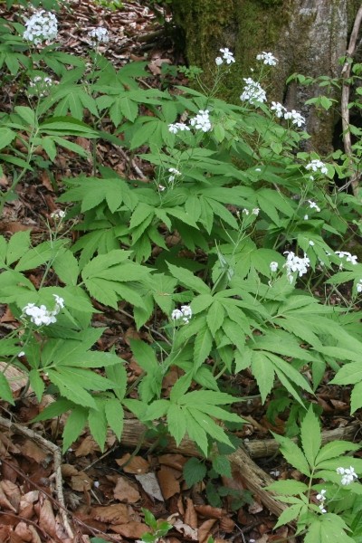 Pflanzenbild gross Fiederblättrige Zahnwurz - Cardamine heptaphylla