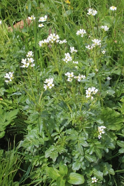 Pflanzenbild gross Bitteres Schaumkraut - Cardamine amara