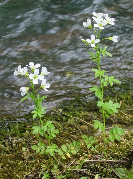 Pflanzenbild gross Bitteres Schaumkraut - Cardamine amara