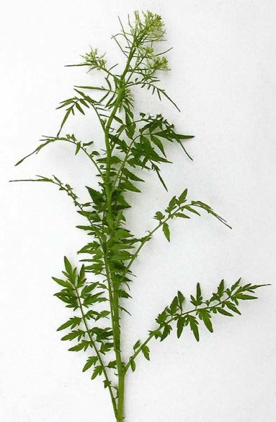 Pflanzenbild gross Spring-Schaumkraut - Cardamine impatiens