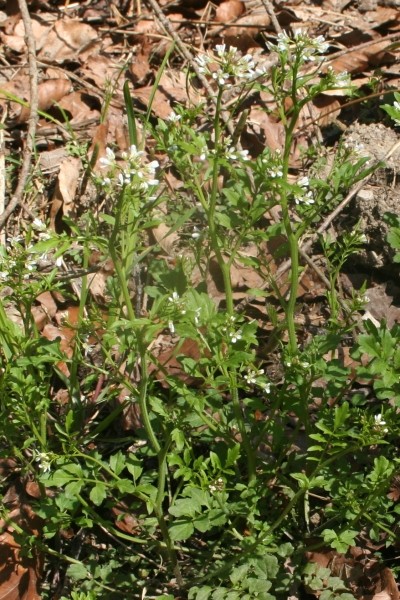 Pflanzenbild gross Wald-Schaumkraut - Cardamine flexuosa aggr.