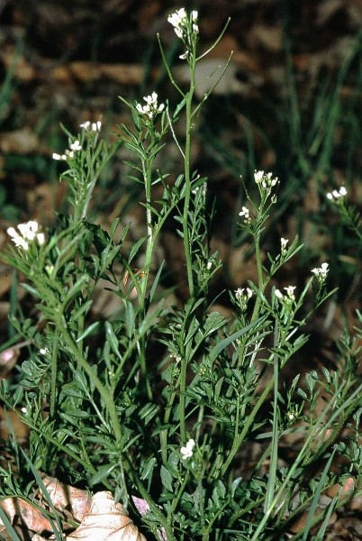 Pflanzenbild gross Wald-Schaumkraut - Cardamine flexuosa aggr.