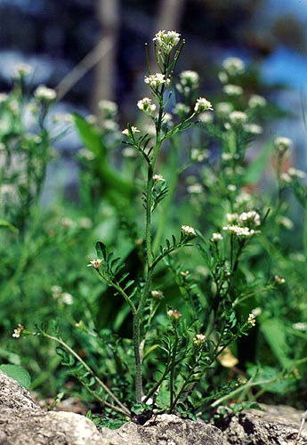Pflanzenbild gross Wald-Schaumkraut - Cardamine flexuosa aggr.