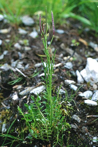 Pflanzenbild gross Wald-Schaumkraut - Cardamine flexuosa aggr.